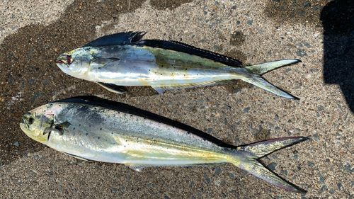 シイラの釣果