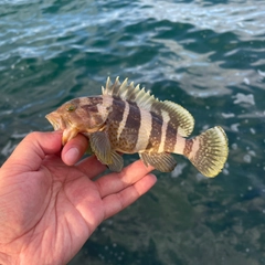 アオハタの釣果