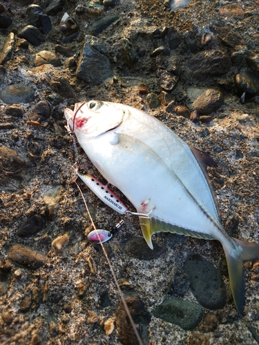 メッキの釣果