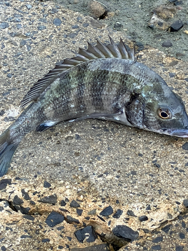 クロダイの釣果