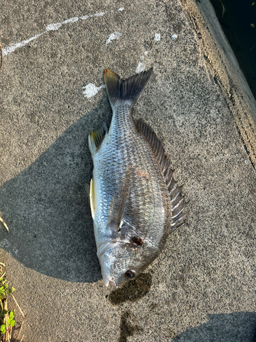 キビレの釣果