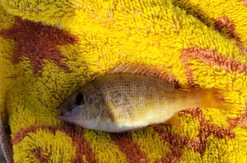 タイの釣果