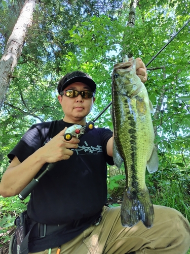 ブラックバスの釣果