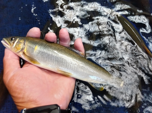 アユの釣果