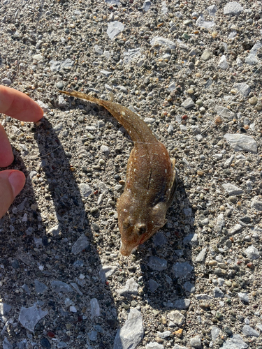 コチの釣果