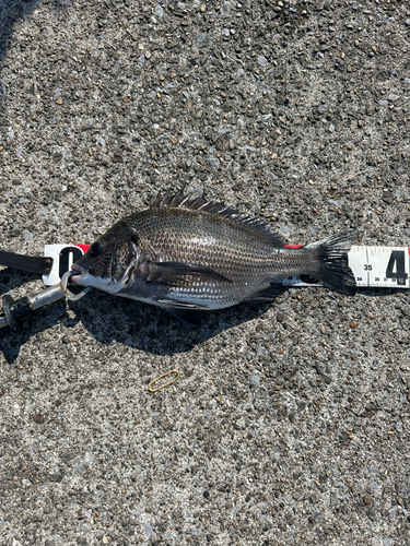 クロダイの釣果