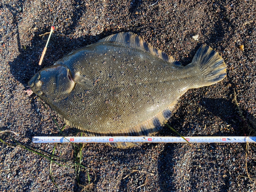 マツカワの釣果