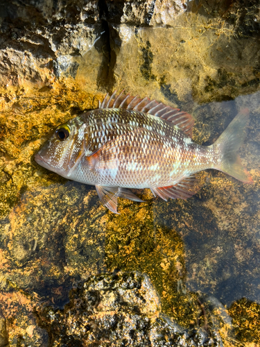 クチナジの釣果