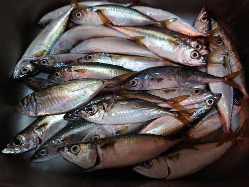 サバの釣果