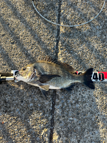 クロダイの釣果