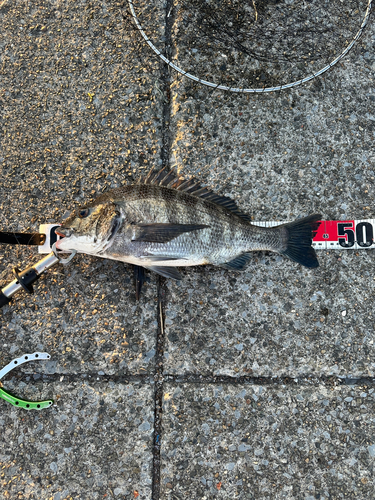 クロダイの釣果