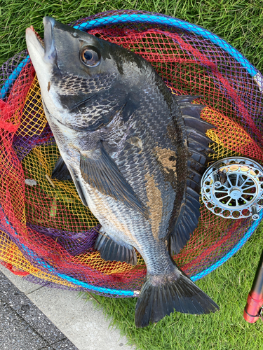 チヌの釣果