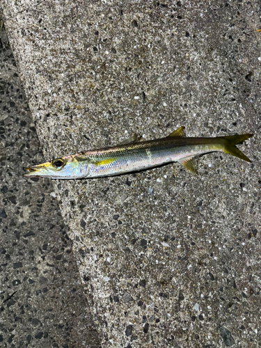 カマスの釣果