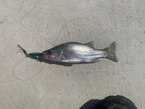 セイゴ（マルスズキ）の釣果