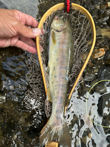 ヤマメの釣果