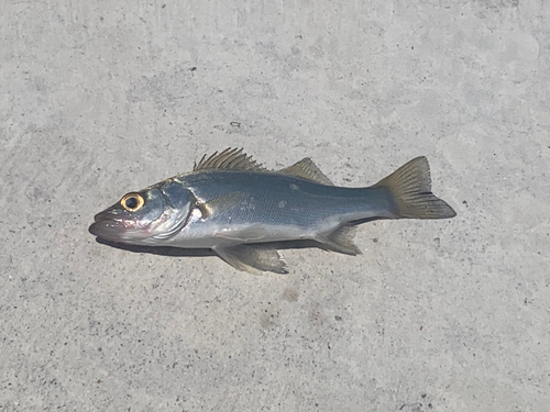 セイゴ（マルスズキ）の釣果