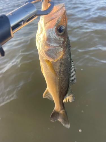 セイゴ（マルスズキ）の釣果