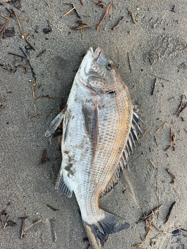 チヌの釣果