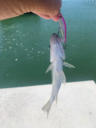 セイゴ（マルスズキ）の釣果