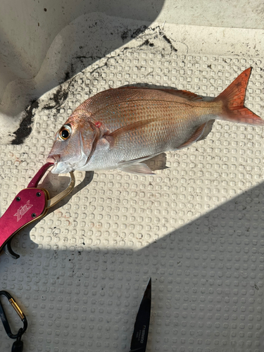 タイの釣果