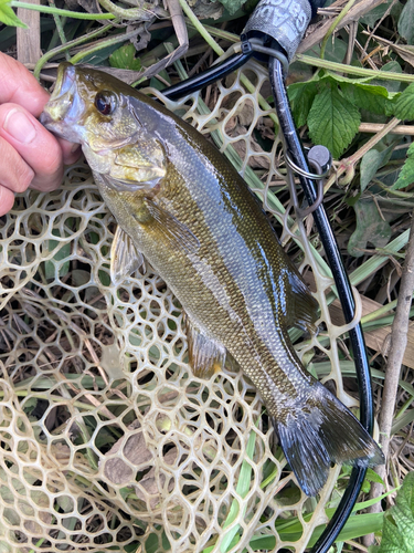 スモールマウスバスの釣果