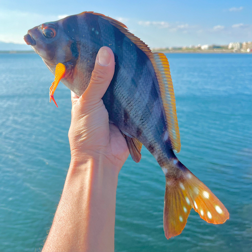 タカノハダイの釣果