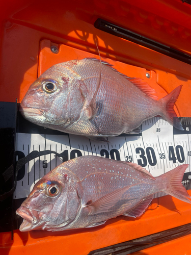 タイの釣果