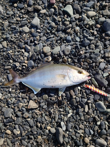 ショゴの釣果