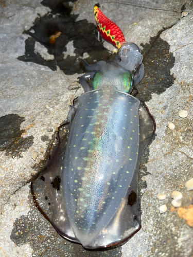 アオリイカの釣果