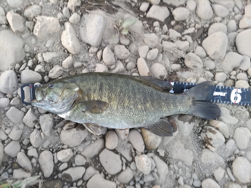 スモールマウスバスの釣果