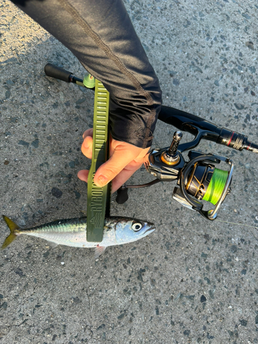 サバの釣果