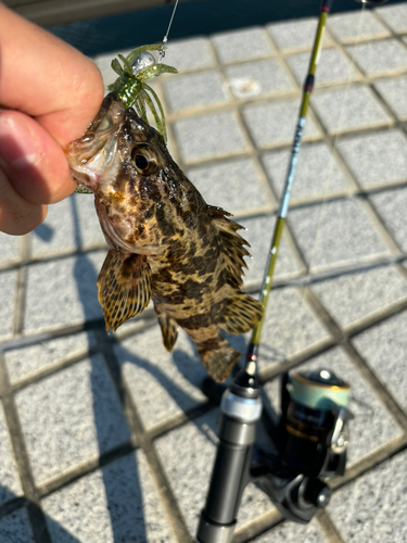 タケノコメバルの釣果