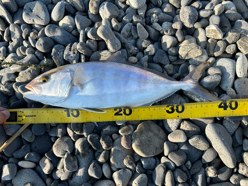 ショゴの釣果