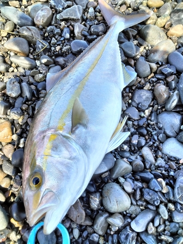 ショゴの釣果