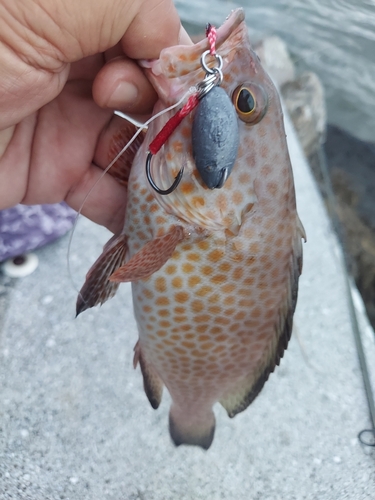 オオモンハタの釣果