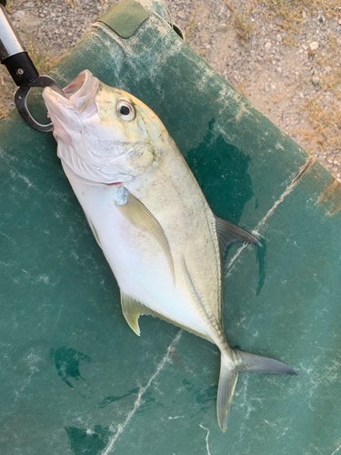 メッキの釣果