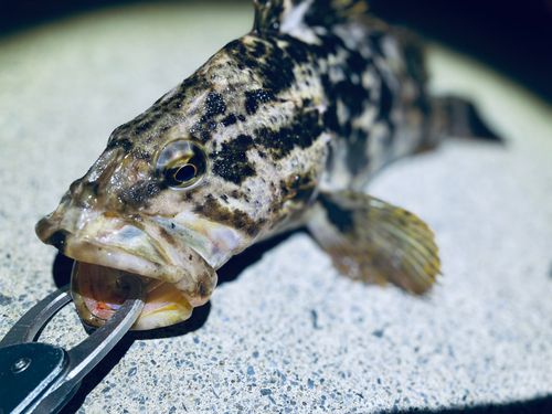 ベッコウゾイの釣果