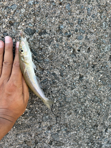 シロギスの釣果