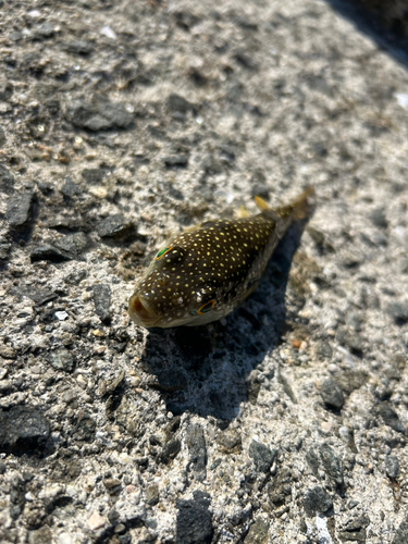 クサフグの釣果