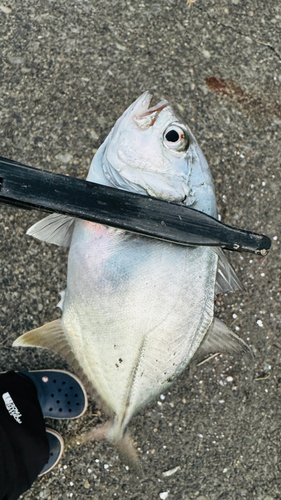 メッキの釣果