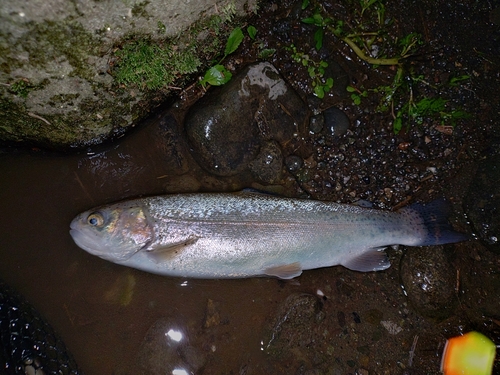 ニジマスの釣果