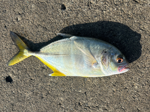 メッキの釣果