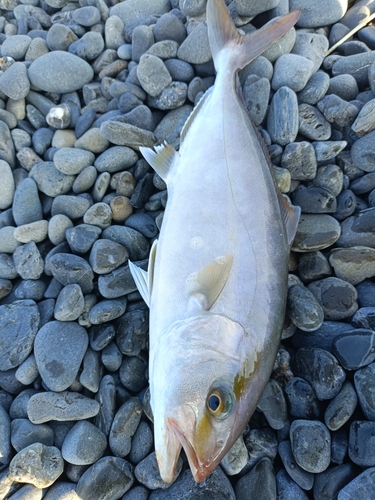 ショゴの釣果