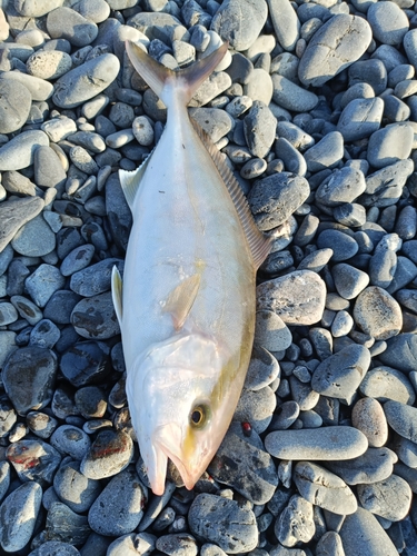 ショゴの釣果