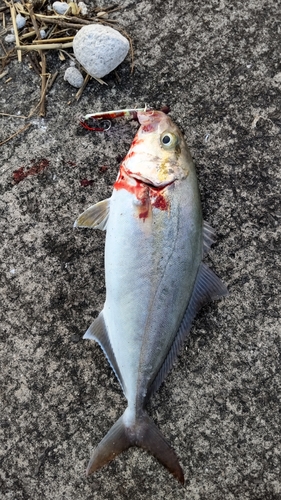 カンパチの釣果