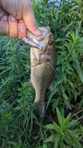 ブラックバスの釣果