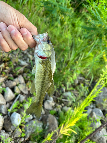 ブラックバスの釣果