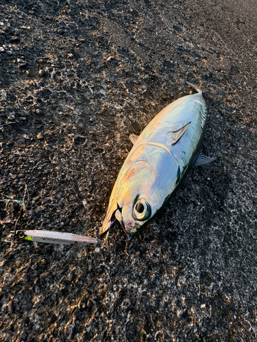 ソウダガツオの釣果