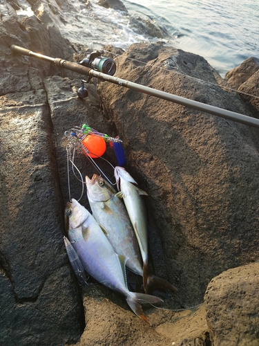 ネリゴの釣果