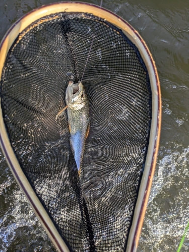 ハスの釣果